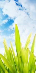 Plants,Sky,Grass,Insects,Ladybugs