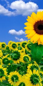 Plants,Sky,Sunflowers