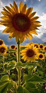 Plants,Sky,Sunflowers