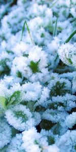 Plantes,Neige