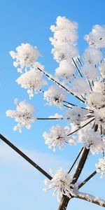 Plants,Snow