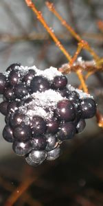 Plants,Snow,Berries