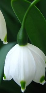 Plants,Snowdrops,Flowers