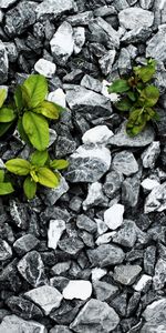 Plants,Stones,Leaves,Background