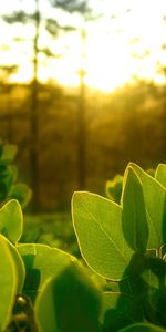 Plantes,Feuilles,Sun