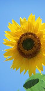 Plants,Sunflowers