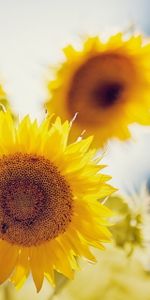 Plants,Sunflowers