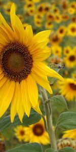 Plants,Sunflowers