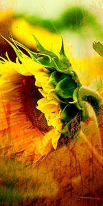 Plants,Sunflowers