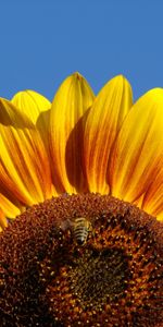 Girasoles,Plantas