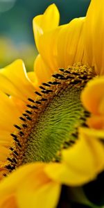 Plantas,Girasoles