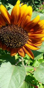 Plants,Sunflowers