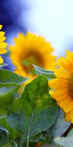 Plants,Sunflowers