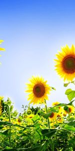 Plants,Sunflowers