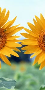 Plants,Sunflowers