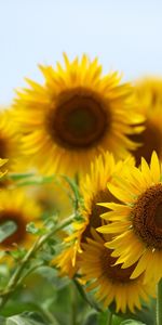 Plants,Sunflowers