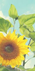 Tournesols,Plantes