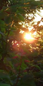 Plantes,Coucher De Soleil,Sun