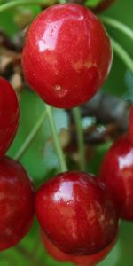 Plantas,Frutas,Cereza,Comida