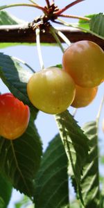 Plantes,Cerise,Fruits