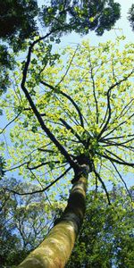 Plantas,Árboles