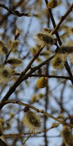 Plants,Trees