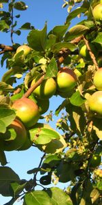 Arbres,Plantes,Pommes