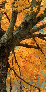 Plants,Trees,Autumn