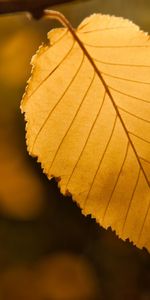 Plants,Trees,Autumn,Leaves