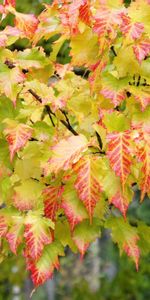 Plantas,Árboles,Otoño,Hojas