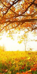 Plantas,Árboles,Hojas,Otoño,Paisaje