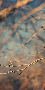 Plants,Trees,Background