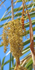 Plantes,Arbres,Buissons,Palms