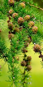 Plants,Trees,Cones