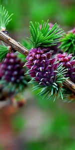 Cônes,Arbres,Plantes