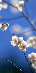 Plantes,Fleurs,Arbres