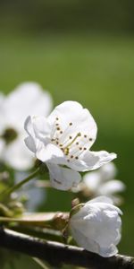 Plantes,Fleurs,Arbres