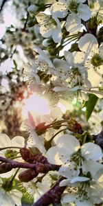 Plants,Trees,Flowers