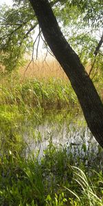 Plantes,Herbe,Arbres,Paysage