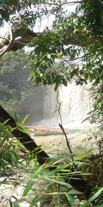 Árboles,Plantas,Paisaje