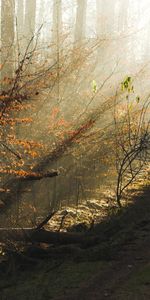 Plantas,Paisaje,Árboles