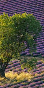 Plantes,Arbres,Paysage