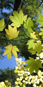 Feuilles,Plantes,Arbres