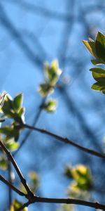 Plantes,Feuilles,Arbres