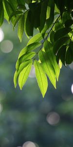 Plantas,Paisaje,Árboles,Hojas