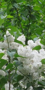 Plants,Trees,Lilac