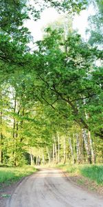 Plantas,Paisaje,Árboles,Carreteras