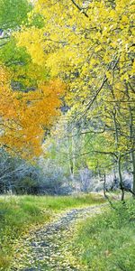 Plants,Trees,Roads,Landscape,Nature