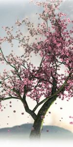 Sakura,Plantes,Arbres