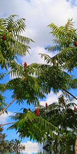 Plantes,Arbres,Sky